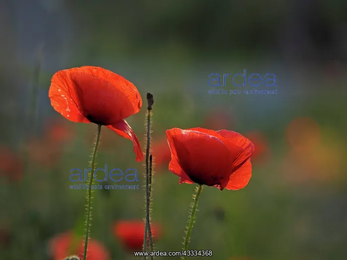 : 80195366 Common Poppy Germany Papaver rhoeas Stefan : 80195366 Common Poppy Germany Papaver rhoeas Stefan