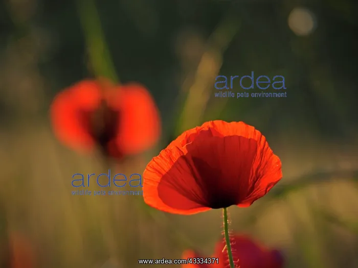 : 80195367 Common Poppy Germany Papaver rhoeas Stefan : 80195367 Common Poppy Germany Papaver rhoeas Stefan