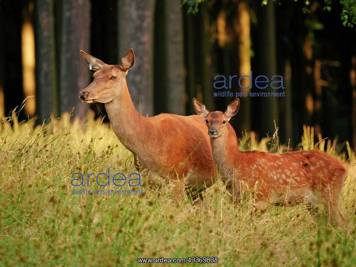 : 80195368 Red Deer - cow and calf at edge of forest : 80195368 Red Deer - cow and calf at edge of forest
