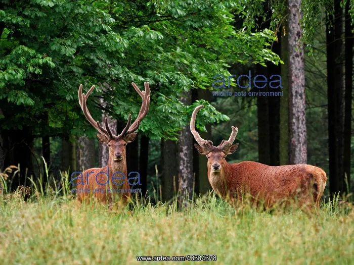  : 80195370 Red Deer - two bulls with antlers in velvet