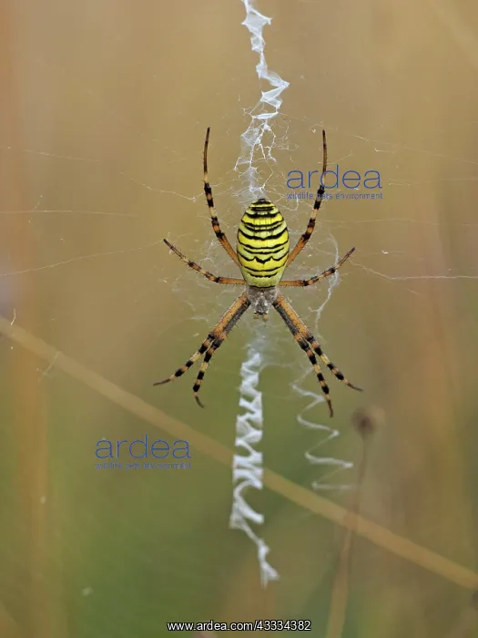: 80195371 Wasp Spider - in web Germany Argiope bruennichi : 80195371 Wasp Spider - in web Germany Argiope bruennichi