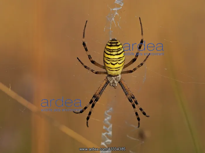 : 80195372 Wasp Spider - in web Germany Argiope bruennichi : 80195372 Wasp Spider - in web Germany Argiope bruennichi