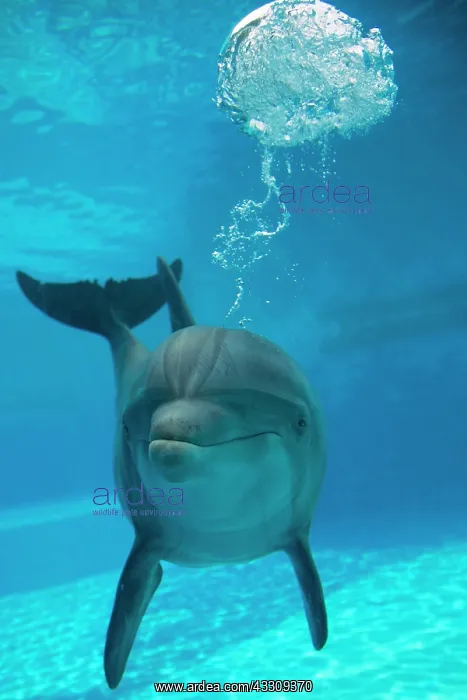 : 80195379 Bottlenose Dolphin - blowing air bubbles : 80195379 Bottlenose Dolphin - blowing air bubbles