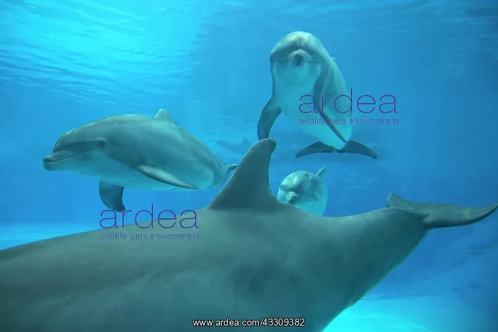 : 80195381 Bottlenose Dolphin - underwater Tursiops : 80195381 Bottlenose Dolphin - underwater Tursiops