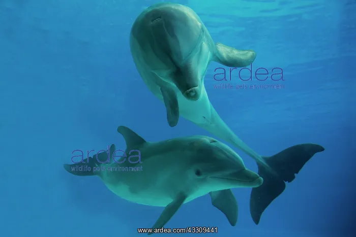 : 80195391 Bottlenose Dolphin - mother and calf underwater : 80195391 Bottlenose Dolphin - mother and calf underwater