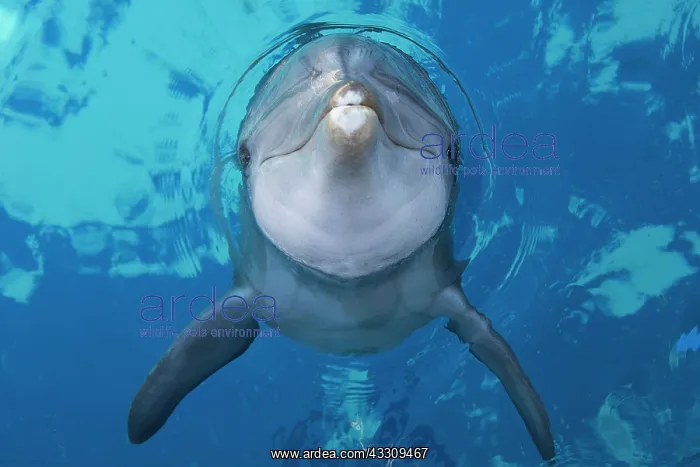 : 80195396 Bottlenose Dolphin - surfacing Tursiops : 80195396 Bottlenose Dolphin - surfacing Tursiops