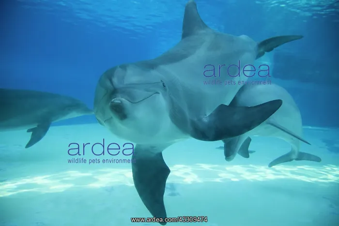 : 80195397 Bottlenose Dolphin - underwater Tursiops : 80195397 Bottlenose Dolphin - underwater Tursiops
