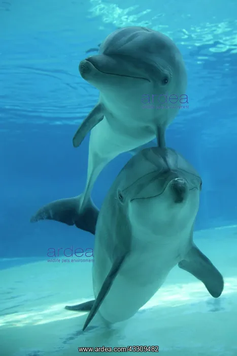 : 80195398 Bottlenose Dolphin - underwater Tursiops : 80195398 Bottlenose Dolphin - underwater Tursiops