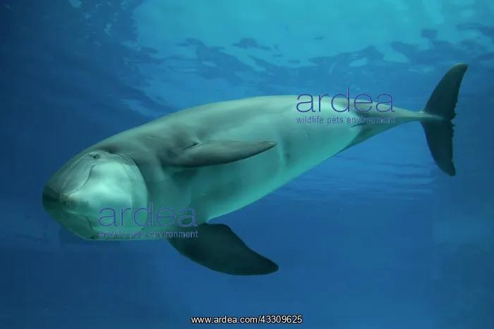 : 80195427 Bottlenose Dolphin - underwater Tursiops : 80195427 Bottlenose Dolphin - underwater Tursiops