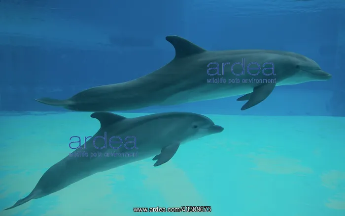 : 80195436 Bottlenose Dolphin - underwater Tursiops : 80195436 Bottlenose Dolphin - underwater Tursiops
