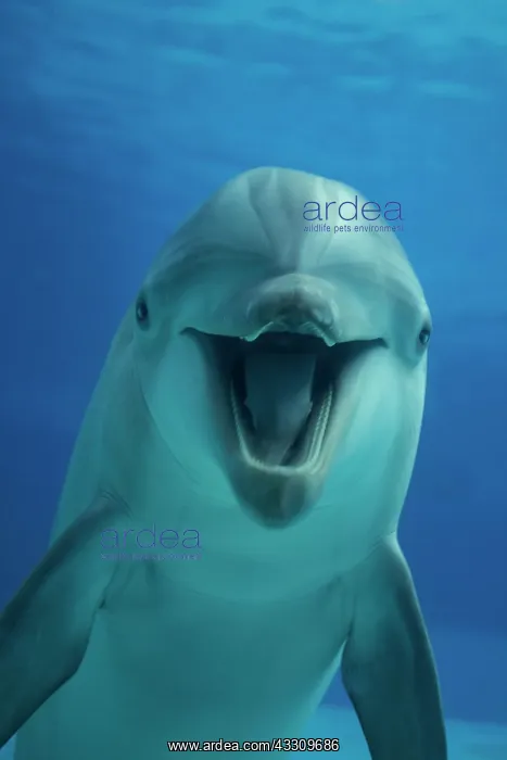 : 80195438 Bottlenose Dolphin - underwater Tursiops : 80195438 Bottlenose Dolphin - underwater Tursiops