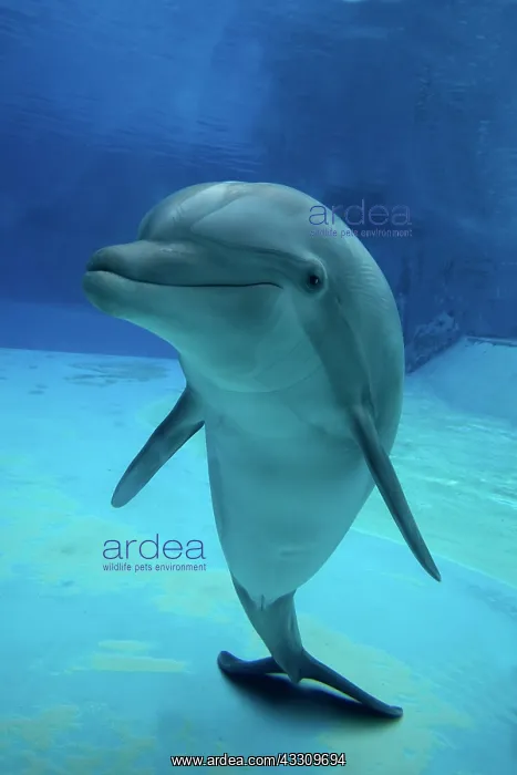 : 80195439 Bottlenose Dolphin - underwater Tursiops : 80195439 Bottlenose Dolphin - underwater Tursiops