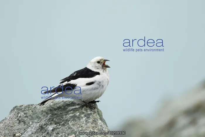 : 80195451 Snow Bunting - male in breeding plumage : 80195451 Snow Bunting - male in breeding plumage