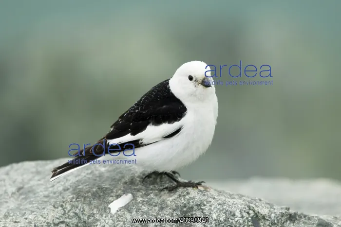 : 80195452 Snow Bunting - male in breeding plumage : 80195452 Snow Bunting - male in breeding plumage