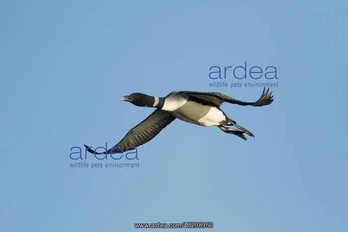 : 80195453 Great Northern Diver - in flight Lake Myvatn : 80195453 Great Northern Diver - in flight Lake Myvatn