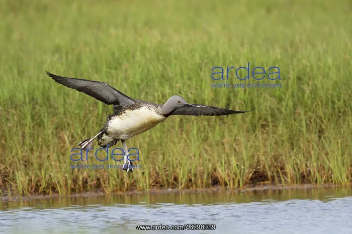 : 80195454 Red-throated Diver - in flight coming in : 80195454 Red-throated Diver - in flight coming in