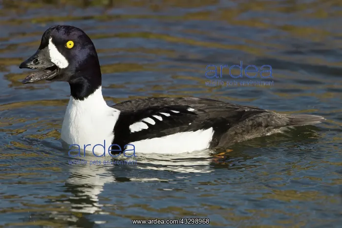 : 80195455 Barrow's Goldeneye - male calling Lake : 80195455 Barrow's Goldeneye - male calling Lake
