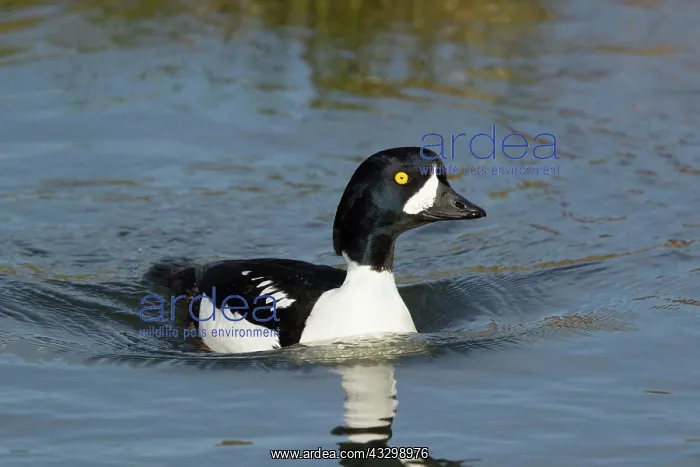 : 80195456 Barrow's Goldeneye - male Lake Myvatn region : 80195456 Barrow's Goldeneye - male Lake Myvatn region