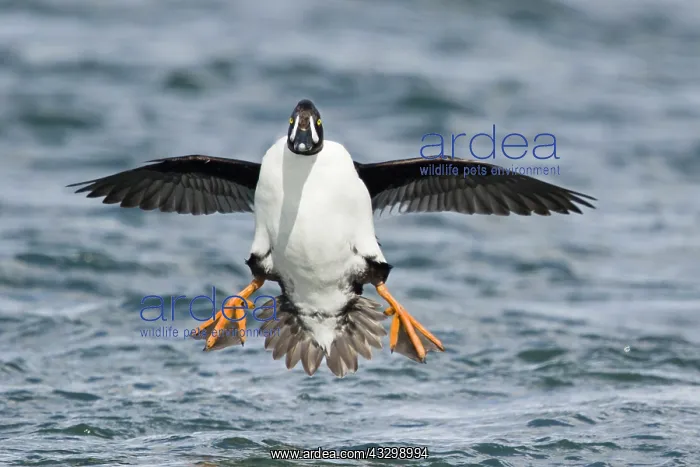 : 80195458 Barrow's Goldeneye - male in flight coming : 80195458 Barrow's Goldeneye - male in flight coming