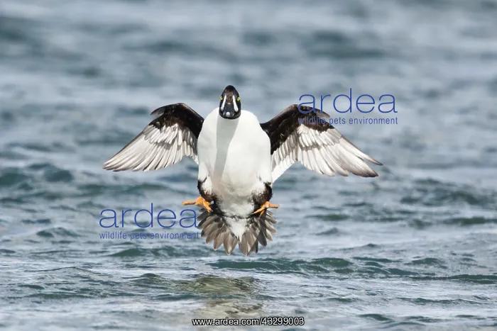 : 80195459 Barrow's Goldeneye - male in flight coming : 80195459 Barrow's Goldeneye - male in flight coming