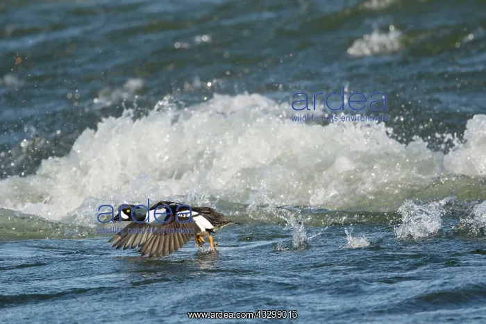 : 80195460 Barrow's Goldeneye - male running across : 80195460 Barrow's Goldeneye - male running across