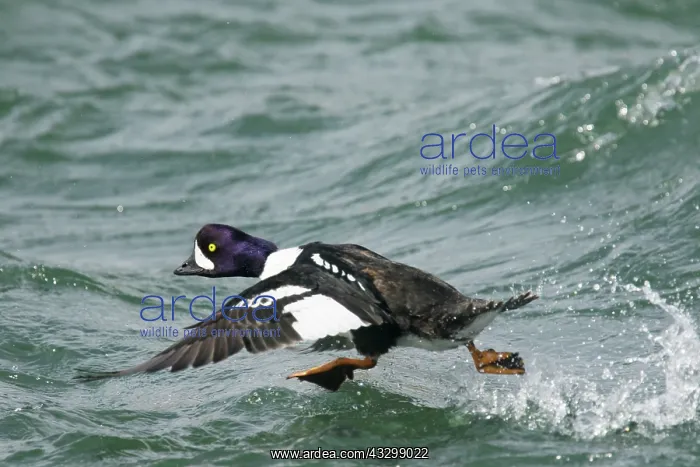 : 80195461 Barrow's Goldeneye - male running across : 80195461 Barrow's Goldeneye - male running across