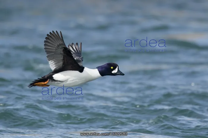 : 80195462 Barrow's Goldeneye - male in flight over : 80195462 Barrow's Goldeneye - male in flight over