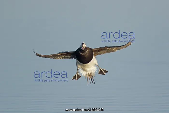 : 80195463 Long-tailed Duck - in flight coming in : 80195463 Long-tailed Duck - in flight coming in