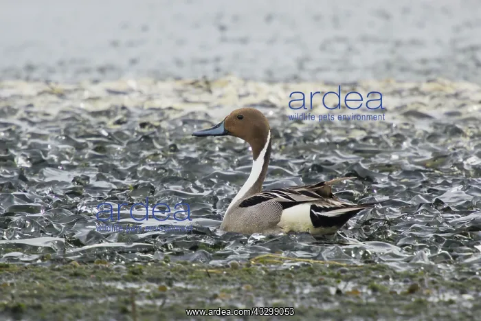 : 80195465 Pintail - male at edge of frozen lake Lake : 80195465 Pintail - male at edge of frozen lake Lake