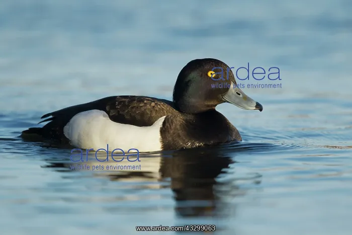 : 80195466 Tufted Duck - male Lake Myvatn, Iceland : 80195466 Tufted Duck - male Lake Myvatn, Iceland