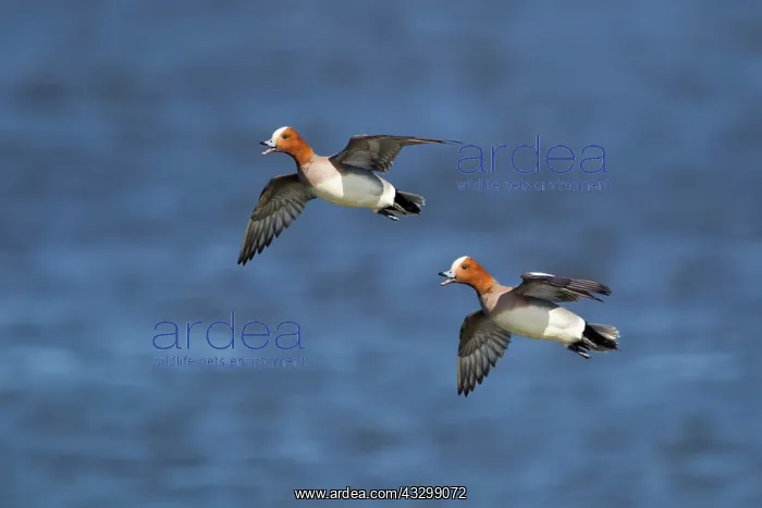 : 80195467 Wigeon - in flight coming in to land Lake : 80195467 Wigeon - in flight coming in to land Lake