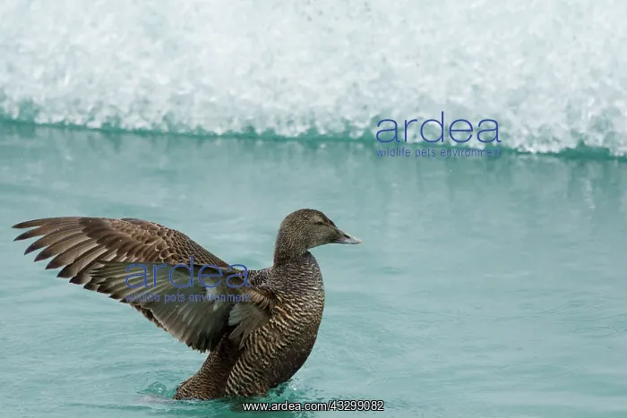 : 80195468 Common Eider - female flapping wings at : 80195468 Common Eider - female flapping wings at