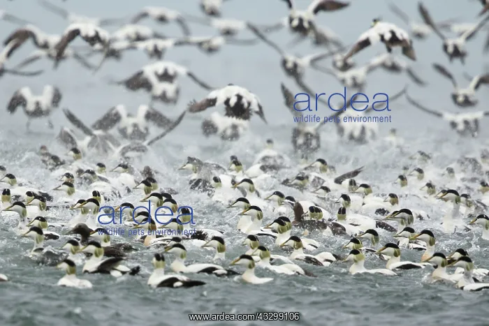 : 80195470 Common Eider - flock in flight taking off : 80195470 Common Eider - flock in flight taking off