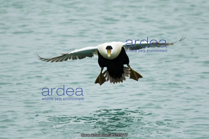 : 80195471 Common Eider - male in flight Merakkasletta : 80195471 Common Eider - male in flight Merakkasletta