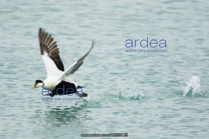 : 80195472 Common Eider - male in flight taking off : 80195472 Common Eider - male in flight taking off