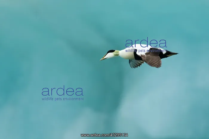 : 80195473 Common Eider - male in flight in front : 80195473 Common Eider - male in flight in front