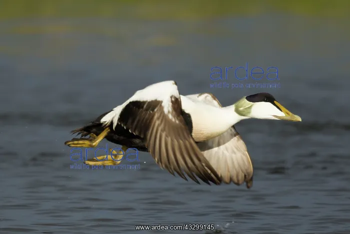 : 80195474 Common Eider - male in flight Merakkasletta : 80195474 Common Eider - male in flight Merakkasletta