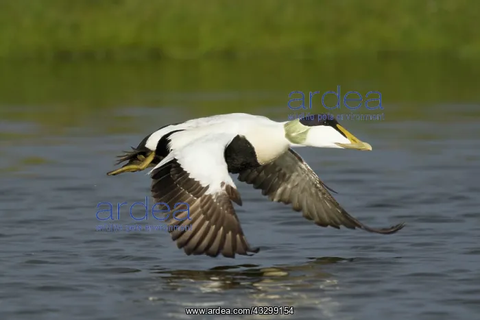 : 80195475 Common Eider - male in flight Merakkasletta : 80195475 Common Eider - male in flight Merakkasletta