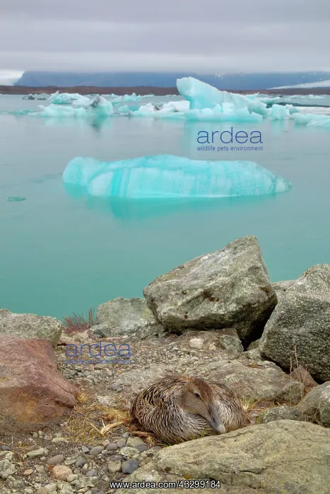 : 80195478 Common Eider - female on nest with icebergs : 80195478 Common Eider - female on nest with icebergs