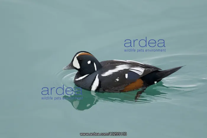 : 80195479 Harlequin Duck - male Jokulsarlon Lagoon : 80195479 Harlequin Duck - male Jokulsarlon Lagoon