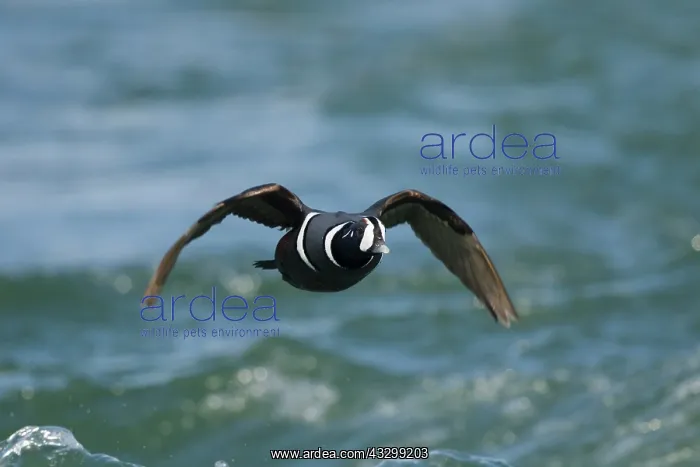  : 80195480 Harlequin Duck - male in flight Lake Myvatn