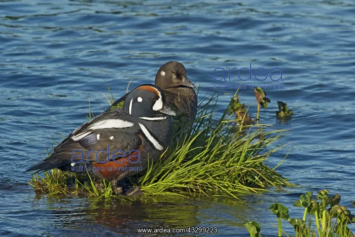  : 80195482 Harlequin Duck - pair in vicinity of nest
