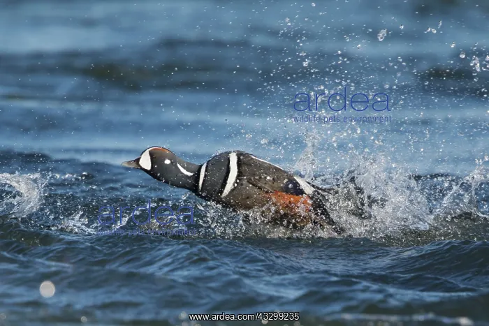  : 80195483 Harlequin Duck - male paddle steaming across