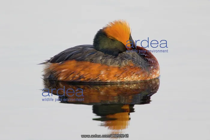 : 80195484 Slavonian Grebe - resting on lake Lake : 80195484 Slavonian Grebe - resting on lake Lake