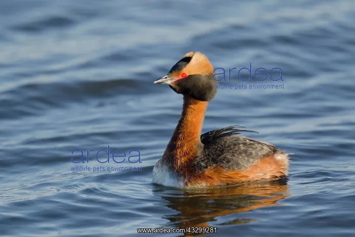 : 80195487 Slavonian Grebe - swimming on lake Lake : 80195487 Slavonian Grebe - swimming on lake Lake