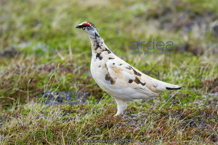: 80195488 Rock Ptarmigan Merakkasletta Peninsular : 80195488 Rock Ptarmigan Merakkasletta Peninsular