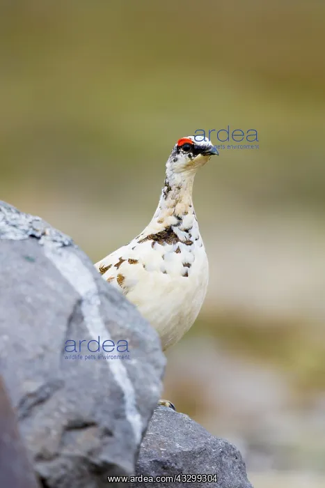 : 80195489 Rock Ptarmigan Merakkasletta Peninsular : 80195489 Rock Ptarmigan Merakkasletta Peninsular