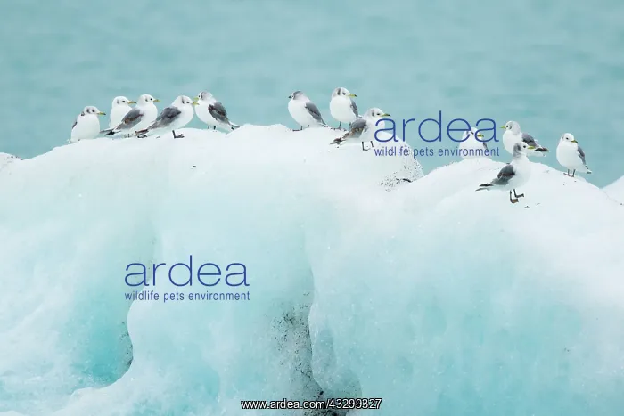 : 80195491 Kittiwake - resting on iceberg Jokulsarlon : 80195491 Kittiwake - resting on iceberg Jokulsarlon