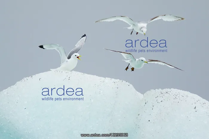 : 80195492 Kittiwake - resting on iceberg Jokulsarlon : 80195492 Kittiwake - resting on iceberg Jokulsarlon
