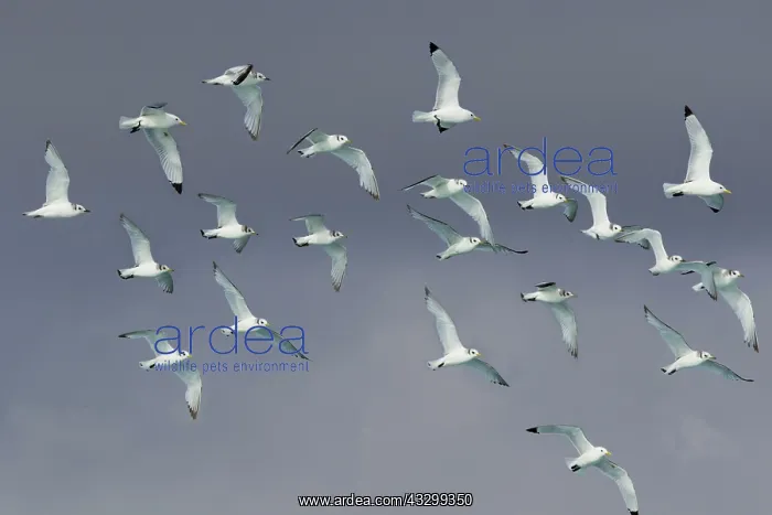 : 80195493 Kittiwake - flock in flight Jokulsarlon : 80195493 Kittiwake - flock in flight Jokulsarlon